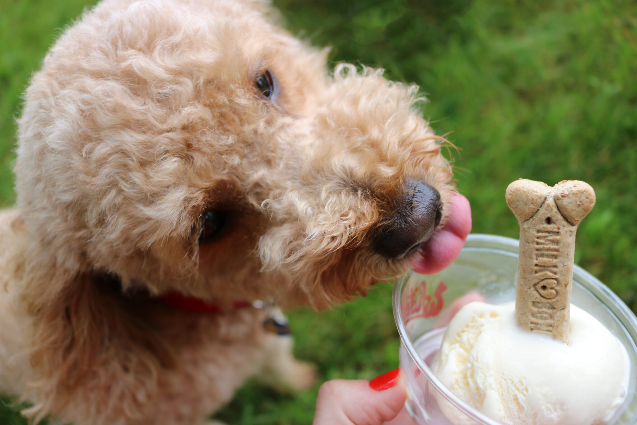August Treat of the Month... Pup Cup Whitey